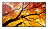 Scheda Tecnica: Sharp/NEC M752 75" 3840x2160 D-LED 24/7 550cd Sdm Cm Slot In - 